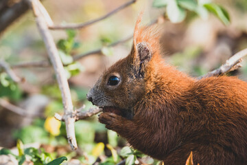 Eichhörnchen im Stadtpark