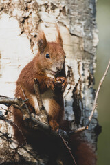 Eichhörnchen im Stadtpark