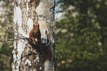 Eichhörnchen im Stadtpark