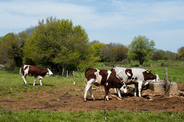 Fototapeta na wymiar Vaches à l'abreuvoir dans le Jura