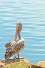 Pelican bird standing on the rock in a water lake.