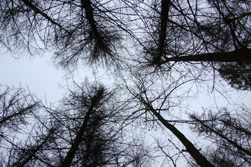 trees and sky from the lower angle