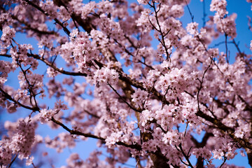 Frühling blüht Zweig mit rosa Blumen und Himmel