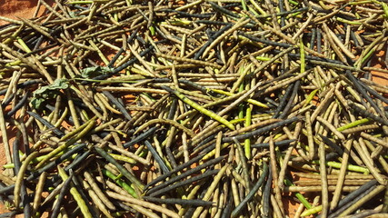 Mung bean (vigna radiata)that is being dried in the sun