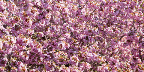 Pink cherry blossom on the cherry tree as a background