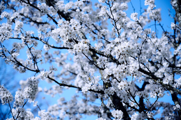 Frühling blüht Zweig mit weißen Blumen und Himmel