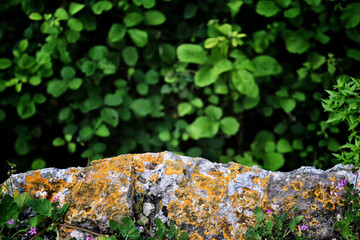 Background of old brick wall and green tree