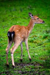 Cervus canadensis - female siberian elk.