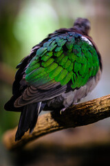 Chalcophaps indica - close-up of feathers on the wing of a green-winged pigeon.