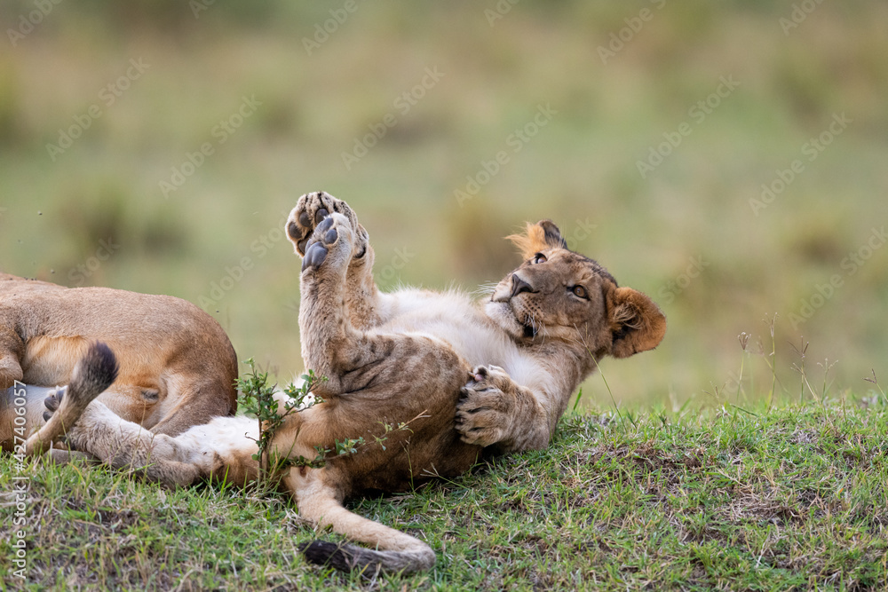 Canvas Prints Closeup shot of a lion