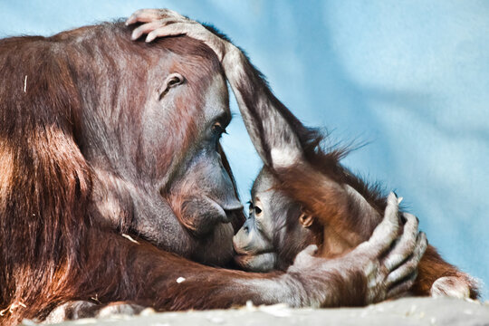 Kissing and hugging mother and baby orangutans close-up portrait