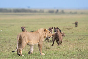 Hyänen und ein Löwe auf den Feldern
