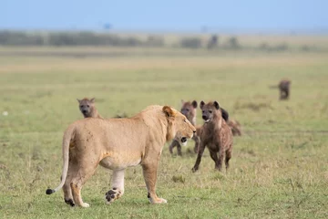 Fototapeten Hyänen und ein Löwe auf den Feldern © Jared Greenstein/Wirestock