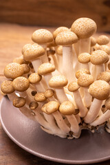 Shimeji edible mushrooms native to East Asia, buna-shimeji is widely cultivated and rich in umami tasting compounds