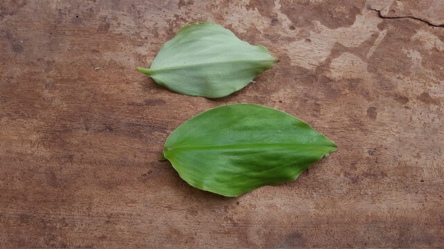 Kaempferia galanga leaves with a plank background