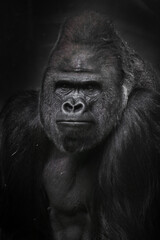 A powerful male gorilla with strong biceps, a figure and a half, a stern face with pursed lips