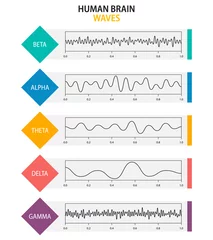 Foto op Aluminium Set of brain waves oscillation. Beta, alpha, theta, delta, gamma brain waves. Human rhythm, types, amplitude of mind waves. Vector illustration © Toxa2x2