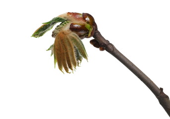 Young leaves and flowers Horse-chestnut (Conker tree), bud in spring isolated on white background, clipping path