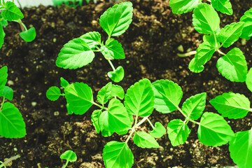 Spring young plants close-up in the ground. Green leaves. Spring planting.