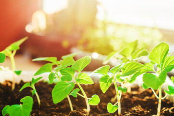 Spring young plants close-up in the ground. Green leaves. Spring planting.