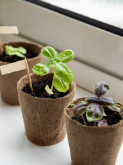 Basil seedlings in biodegradable pots on window sill. Green plants in peat pots. Baby plants sowing in small pots. Trays for agricultural seedlings. Gardening at home. Peaceful hobby.