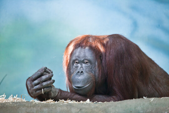 Red-haired orangutan female with outstretched hand on a turquoise green background lies