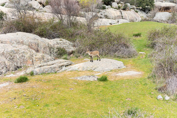A male mountain goat on a rock in a meadow surrounded by undergrowth and mountains of rocks, in La Pedriza, Madrid.