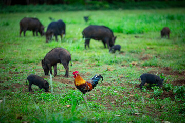 rooster surrounded by black pigs