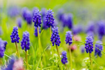 (Muscari botryoides) is a perennial herbaceous plant from the hyacinth family. 