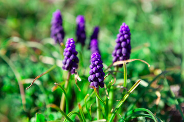 Grape Hyacinth flowers , wildflowers in the springtime . Macro image of wild flowers in bloom