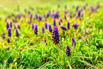 Meadow with Grape Hyacinth flowers . Blossom wild flowers in the springtime