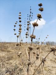 plants in the desert