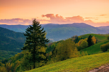 rolling rural mountain landscape at dusk. gorgeous nature scenery in spring. clouds on the sky in evening light