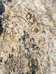 dry plant in the field