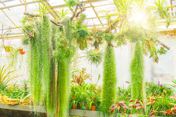 Obraz premium House plant, tillandsia is a species in nursery farm, greenhouse decorate in garden.