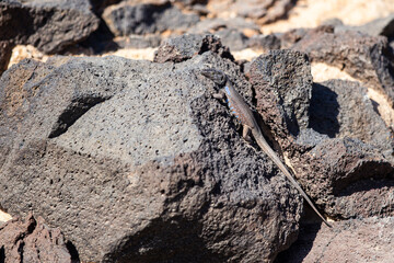 Southern Tenerife Lizard basking on volcanic stone