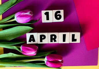 April 16 on wooden cubes .Tulips on a purple background .Spring.Calendar for April.