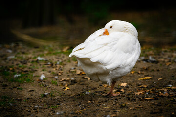 Anser - Domestic goose napping with his head in feathers.