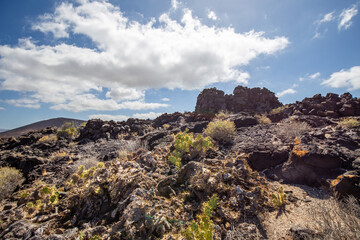 Volcanic landscape of Tenerife south with cacti