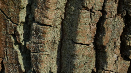 the bark of a tree