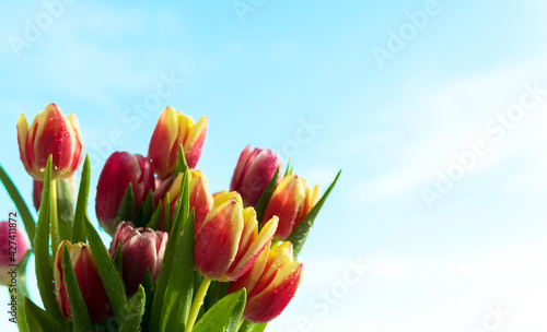 spring flowers. red, yellow, white and pink tulips with water drops on a blue sky background.Congratulations on Mother's Day, women's Day, March 8, happy birthday, happy holiday. Postcard.copy space.