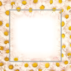 Lovely spring blooming floral text frame daisy flowers gray square