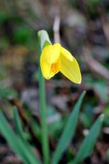 Macro photo of yellow daffodil bourgeon