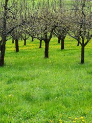 Fototapeta na wymiar Obstbaumplantage im Frühling