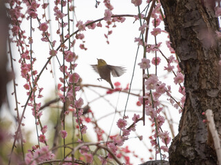 bird on a tree