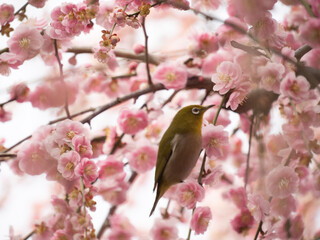 cherry blossom