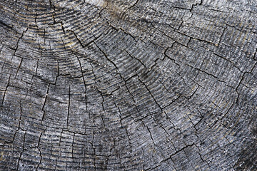 Tree cross section. Annual growth rings. Cracked wood background. Old weathered wooden texture....