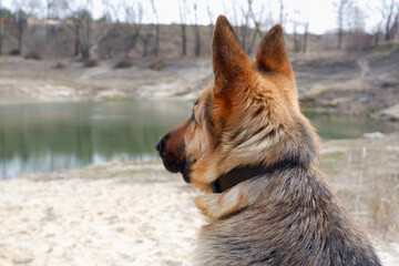German shepherd dog looks at the lake. Close-up rear view on the sandy shore of the lake. Walking with your pet in the spring.