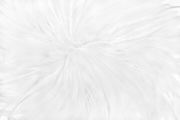 Beautiful white grey bird feathers pattern texture background.