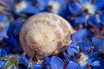 Close up of a snail shell lying on a bed of blue borage flowers